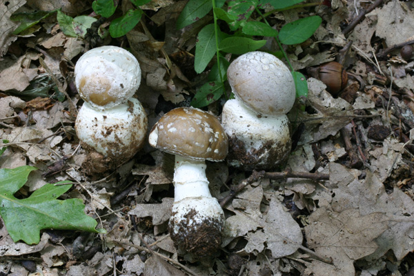 Trovati nella cerreta di Goriano Sicoli AQ 19.6.11